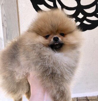 pomeraniany - 9