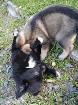Štěňata Borderkolie a Labradora - 9