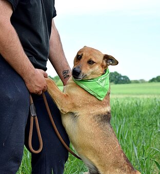 INKY K ADOOPCI - 3 ROKY,PŘÁTELSKÝ, KAMARÁD,VHODNÝ K SENIORŮM - 9