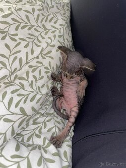 Kanadský Sphynx kaťata bez pp - 9