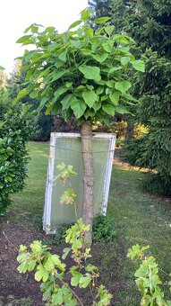 Catalpa stromky Nana - zakrslé, nebo Bignonioides velké - 9