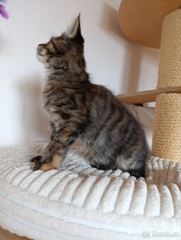 Mainská mývalí koťátka s PP - 9