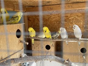 Papoušek vlnkovaný - TCB Andulka - 9