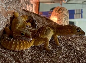 Gekončíci noční s vybaveným teráriem - 9