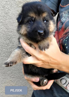 Německý ovčák-štěňátka typ Rex k rezervaci-odběr říjen - 9