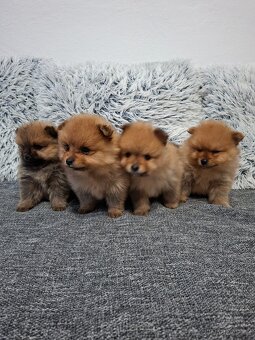 Pomeranian - 9