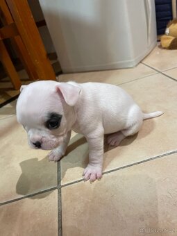 Francouzský buldoček - 9