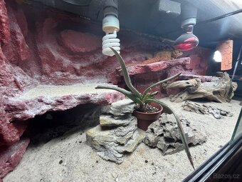 Prodám agamu+ všechny vybaveni. Rychlá koupe sleva 500 a vic - 9