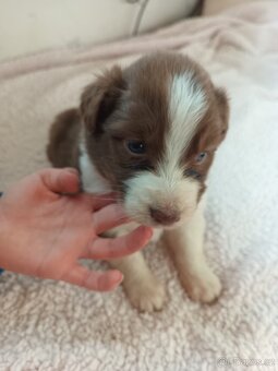 Australský ovčák bez PP - 9