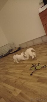 Čínský chocholatý pes - 9