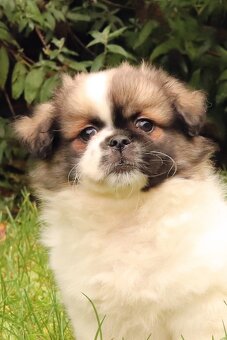 Tibetský španěl - 9