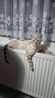 Bengálská kočička do chovu s PP - 9