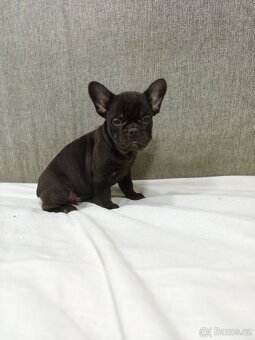 Francouzsky buldoček - 9