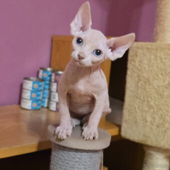Kanadský sphynx - 9