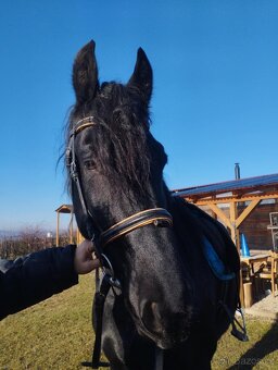 Fríský kůň, Quatrer horse - 9