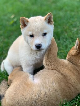 Shiba inu💕 - 9