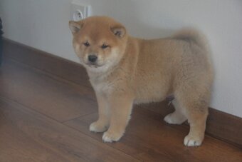 Shiba inu s průkazem původu - 9