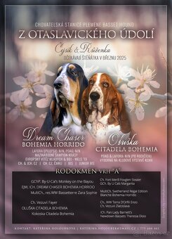 Basset Hound - štěňátka - 9