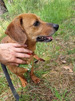 ENDY K ADOPCI - akční, přátelský jezevčík - 9