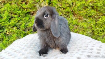 Zakrslý beránek, králíček, králík - PIPER - 9