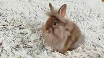 Zakrslý králík, králíček -(lvíček)-NATANIEL - 9