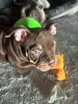 American Bully Micro/exotik s PP - 9