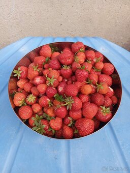 Velké množství rostlin - 9