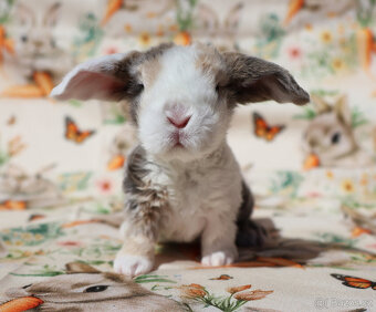 Zakrslí beránci rex . - 9