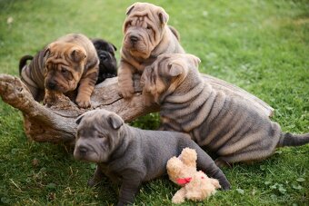 šarpej sharpei - 9