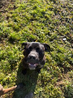 Cane Corso - 9