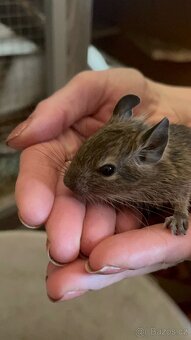Osmák degu - 9