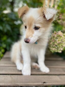 Predaj border collie - 9