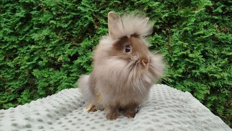 Zakrslý králík, králíček -(lvíček)-NATANIEL - 9