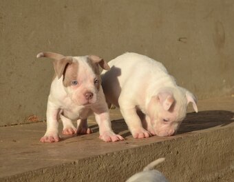 American bully pocket / standard - 9