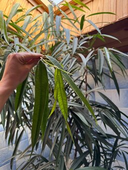 Ficus maclellandii "Alii" 210cm strom - 9