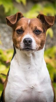 Dánsko švédský farmářský S PP narozené 8.11.2025 - 9