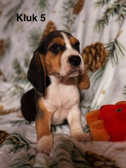 Bígl trikolor, štěňátka - 9