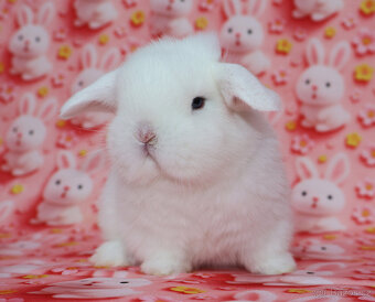 MiniLop beránek modrooký sameček - 9