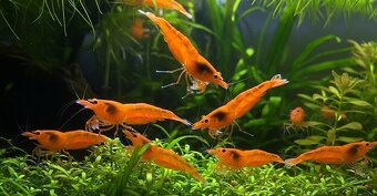 Krevetky Caridina a Neocaridina - 9