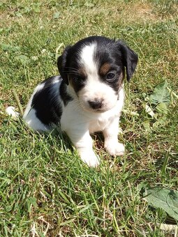 Kavalír king Charles Španěl - 9