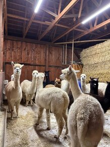 Přikrývka alpaka vlna, výplň 1300g - 9