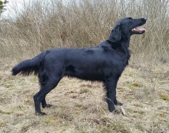 Flat coated retriever štěňata s PP - 9