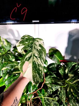 Monstera Albo - řízky od 200,- - 9