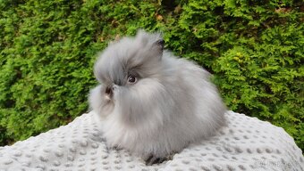 Zakrslý králík, králíček -(TEDDY)-OLIVIE - 9