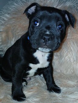 Stafordsirsky bulterier - 9