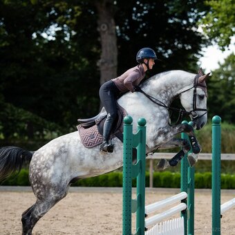 Podsedlova decka Equestrian Stockholm Amaranth DL a PVS - 9