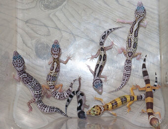 Gekončík noční - letošní mláďata - 9