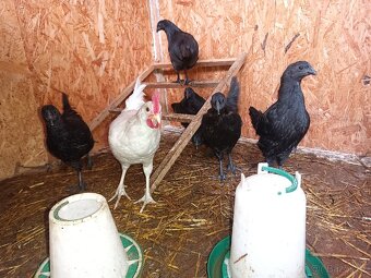 Ayam cemani - 9