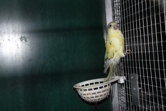 Letošní odchovy australských papoušků - 9