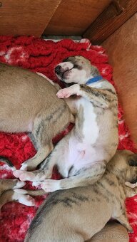 Whippet s PP - 9